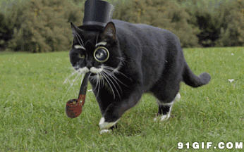 大黑猫戴帽子吸烟图片:猫猫,吸烟