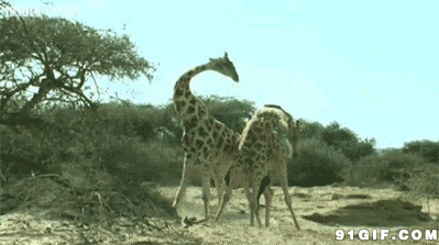 长颈鹿斗架图片:长颈鹿
