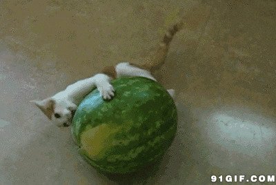 猫猫吃西瓜图片