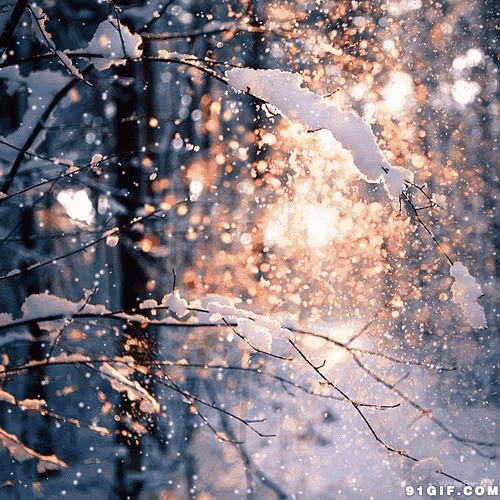枝头雪白的积雪唯美图片:雪景,唯美