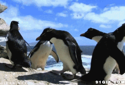 企鹅跳跃失误图片:企鹅,跳跃