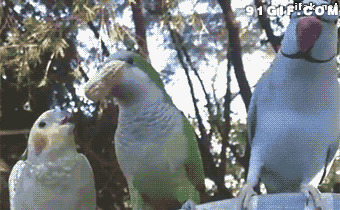 麻雀吃花生动态图片:鹦鹉
