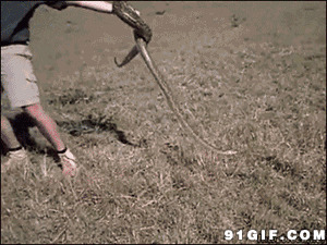 蟒蛇咬人动态图片:蟒蛇