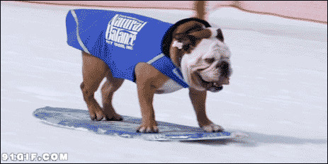 哈巴狗滑雪动态图片:狗狗,滑雪