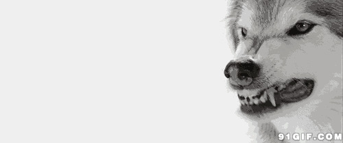 凶残野狼张牙舞爪图片:恶狼,动物,獠牙