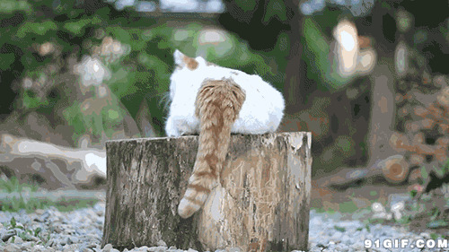 猫星人摇尾巴图片:猫猫,尾巴