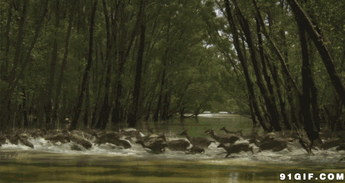 鹿群狂奔过江河图片