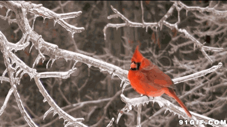 枝头上的小红鸟图片:小鸟,结冰