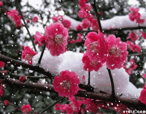 寒冬飘雪腊梅花图片:飘雪,梅花,下雪