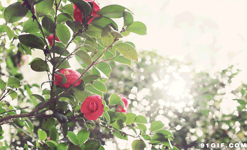 绿叶鲜花沐浴阳光图片:阳光,鲜花,茶花