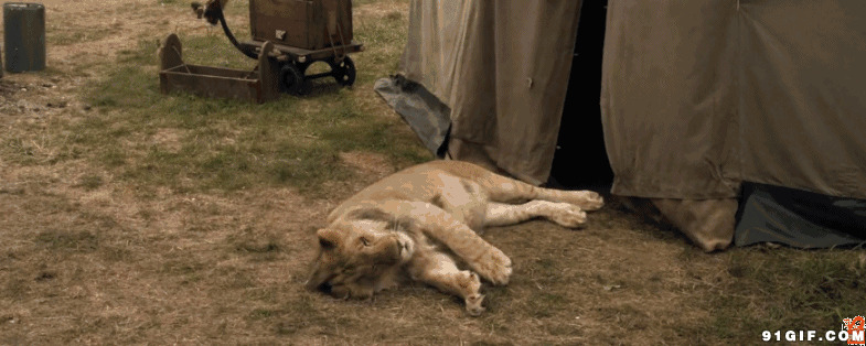 小狮子装死动态图片:狮子,装死