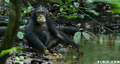河边的大猩猩视频图片:大猩猩