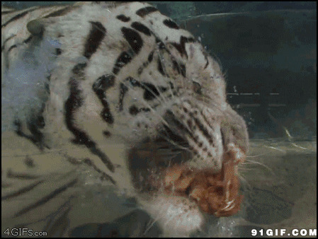 老虎吃肉动态图片:老虎
