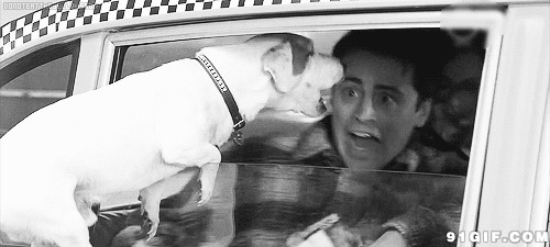 狗狗趴车窗吓坏男人图片