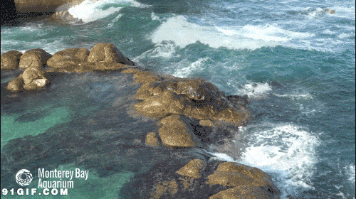 清澈海浪拍打岩石图片