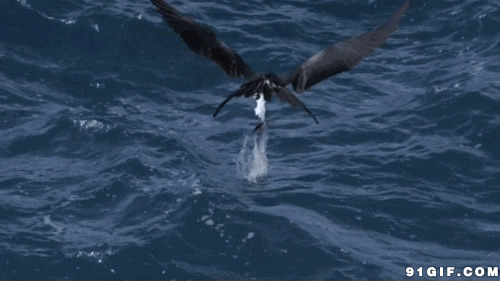 老鹰大海捕食鱼儿图片