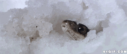 毒蛇雪中伸头吐信图片