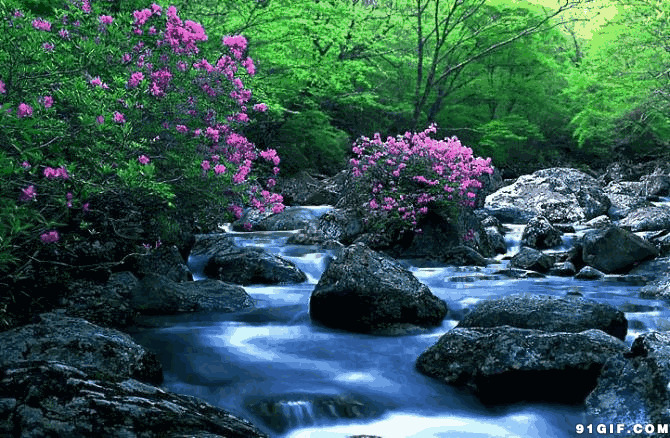 幽谷绿树小溪美景图片