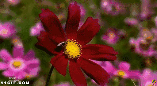 蜜蜂花上采花蜜图片:蜜蜂,花蜜,菊花