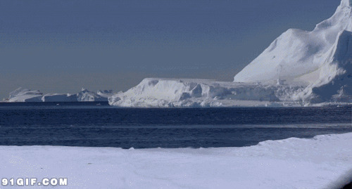 跳跃冰河的企鹅图片