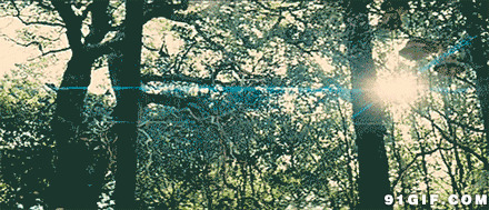 丛林清晨投射一缕阳光图片:丛林,阳光