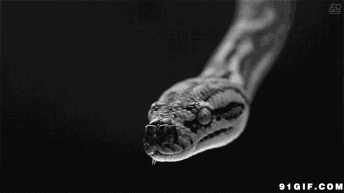 毒蛇吐舌头黑白图片:毒蛇
