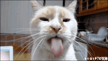 宠物猫猫吐舌头图片