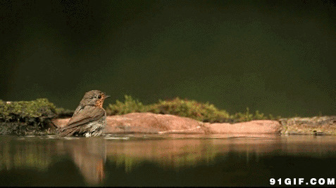 河边洗澡的麻雀动态图片:麻雀