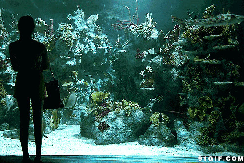 水族馆欣赏鱼图片:欣赏,鱼儿,海底世界