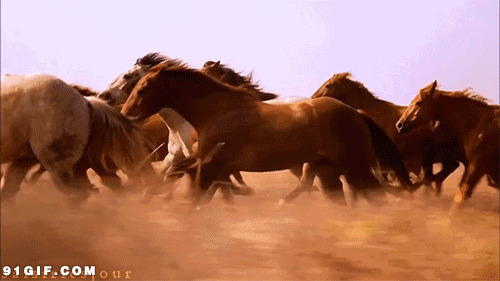 草原上的棕色骏马动态图片