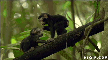 树干上的小猴子动态图片:猴子