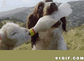 山羊喝奶图片