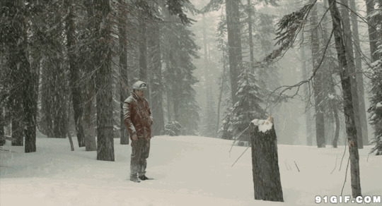雪天看被砍伐大树图片:大树,下雪