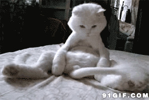 大白猫摇尾巴图片:猫猫