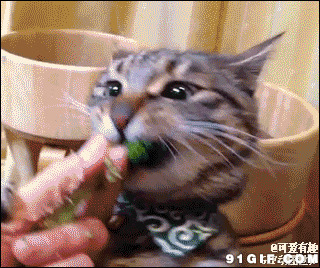 小猫猫吃青菜动态图片:猫猫