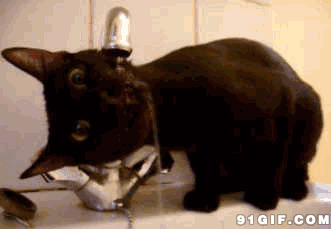 小黑猫喝水图片