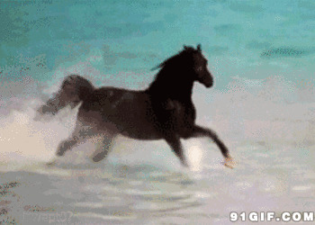 水中奔跑的骏马图片:骏马,奔马