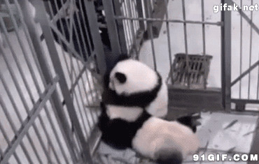 熊猫抱腿动态图片:熊猫