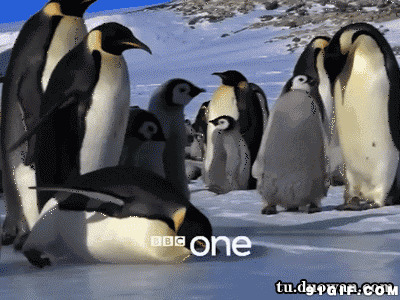 企鹅跳舞摔倒图片:企鹅,跳舞