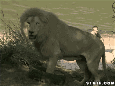 狮子玩轮胎动态图片:狮子