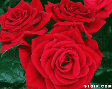 玫瑰花开放图片:玫瑰花