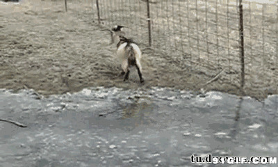 山羊过河视频图片:山羊