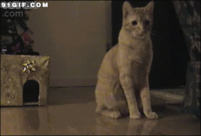 猫和老鼠视频图片