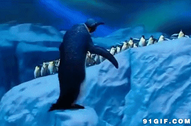 雪山企鹅动态图片:企鹅