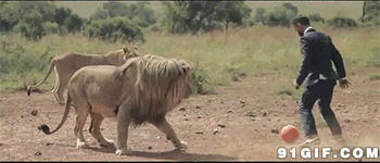 狮子玩足球动态图片:狮子