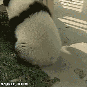 熊猫滑滑梯动态图片:熊猫