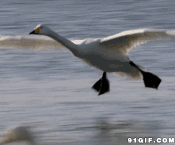 天鹅水面飞翔图片:天鹅水