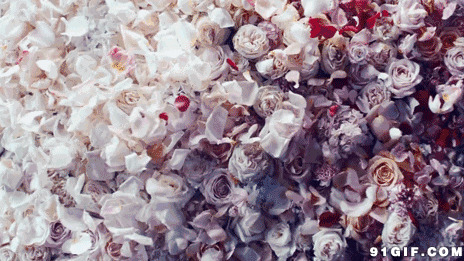 白色花儿纷飞花瓣唯美图片:花朵,花瓣