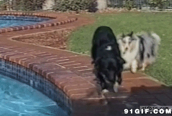 狗狗喝水图片:狗狗