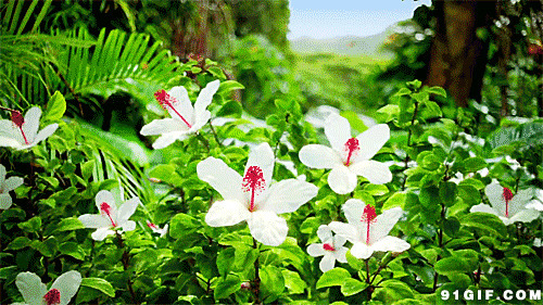 随风飘动的白色小花图片:花朵,小花,鲜花